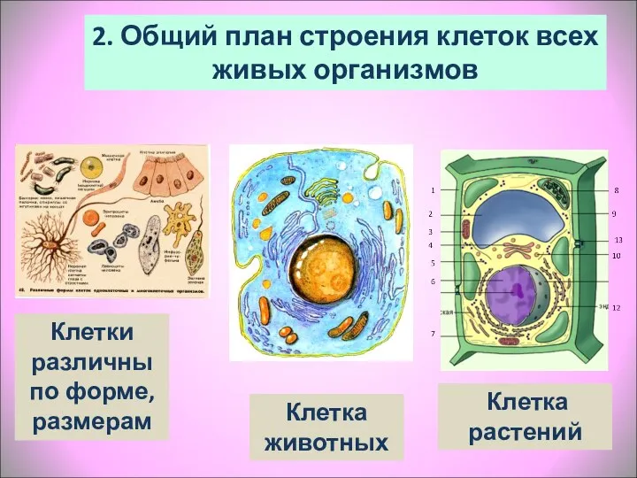 2. Общий план строения клеток всех живых организмов Клетки различны по форме, размерам