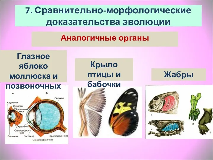7. Сравнительно-морфологические доказательства эволюции Глазное яблоко моллюска и позвоночных Аналогичные органы Крыло птицы и бабочки Жабры