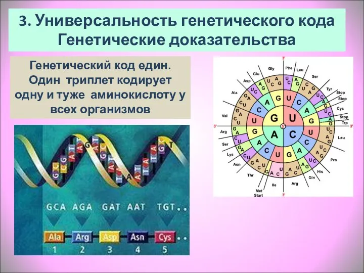 3. Универсальность генетического кода Генетические доказательства Генетический код един. Один триплет кодирует одну