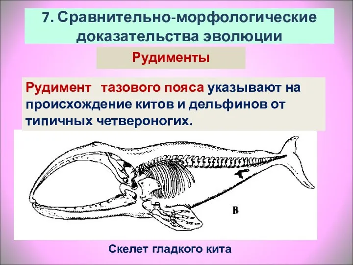 Рудимент тазового пояса указывают на происхождение китов и дельфинов от типичных четвероногих. 7.