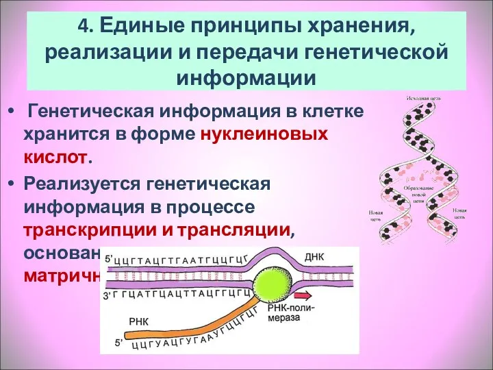 4. Единые принципы хранения, реализации и передачи генетической информации Генетическая информация в клетке
