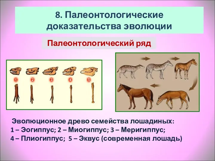 Эволюционное древо семейства лошадиных: 1 – Эогиппус; 2 – Миогиппус; 3 – Меригиппус;