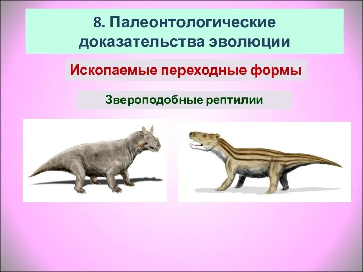 Звероподобные рептилии 8. Палеонтологические доказательства эволюции Ископаемые переходные формы