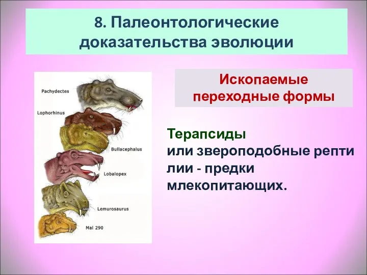 Терапсиды или звероподобные рептилии - предки млекопитающих. 8. Палеонтологические доказательства эволюции Ископаемые переходные формы