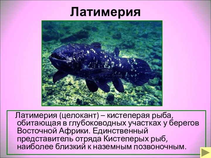 Латимерия Латимерия (целокант) – кистеперая рыба, обитающая в глубоководных участках у берегов Восточной