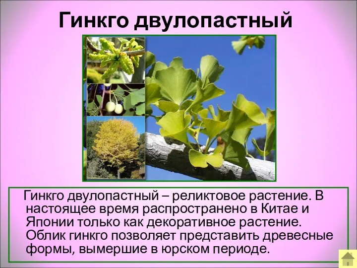 Гинкго двулопастный Гинкго двулопастный – реликтовое растение. В настоящее время распространено в Китае