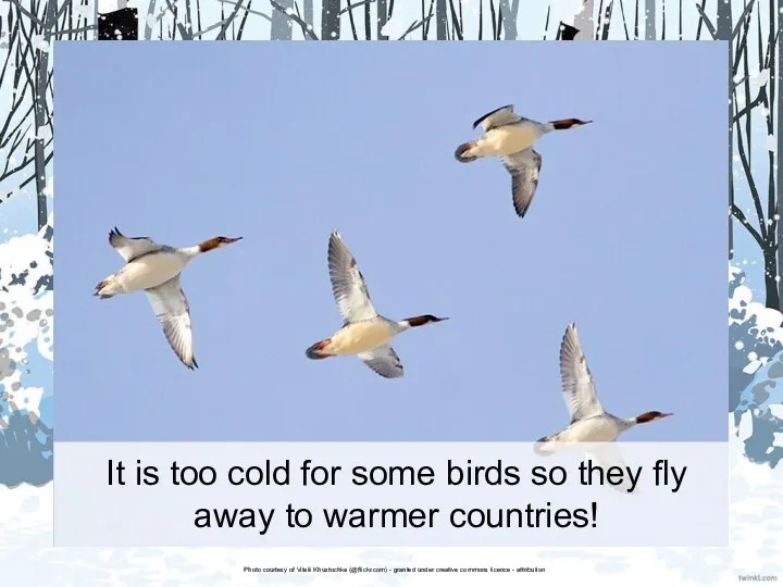 It is too cold for some birds so they fly away to warmer