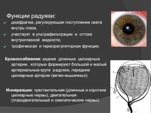 Функции радужки: диафрагма, регулирующая поступление света внутрь глаза, участвует в