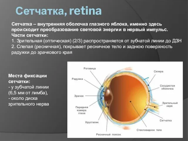 Сетчатка, retina Сетчатка – внутренняя оболочка глазного яблока, именно здесь