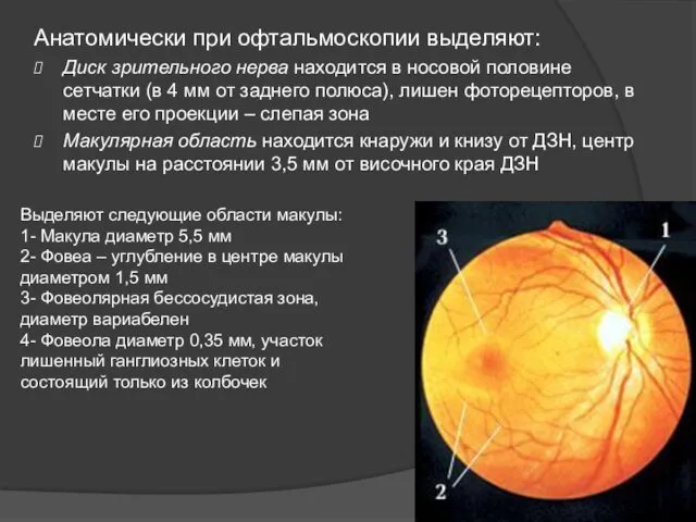 Анатомически при офтальмоскопии выделяют: Диск зрительного нерва находится в носовой