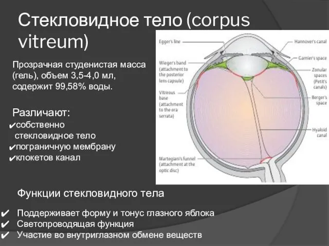 Стекловидное тело (corpus vitreum) Прозрачная студенистая масса (гель), объем 3,5-4,0