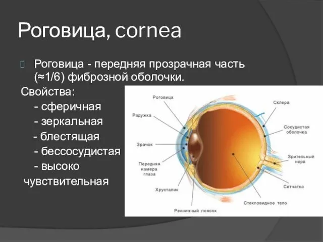 Роговица, cornea Роговица - передняя прозрачная часть (≈1/6) фиброзной оболочки.