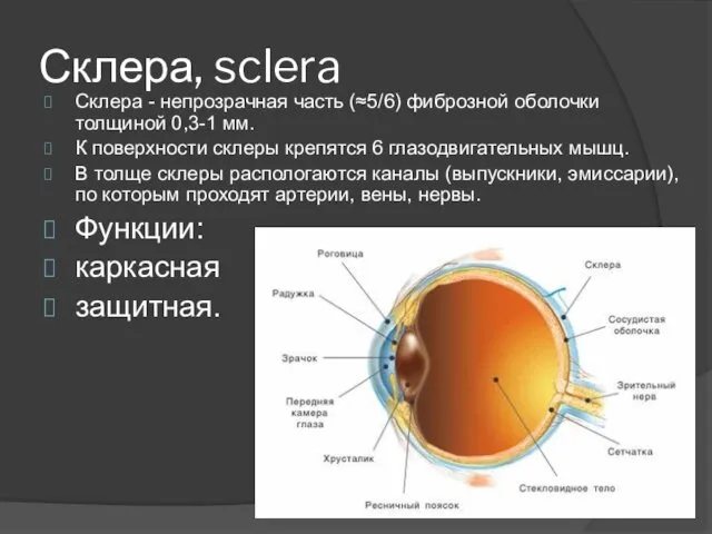 Склера, sclera Склера - непрозрачная часть (≈5/6) фиброзной оболочки толщиной