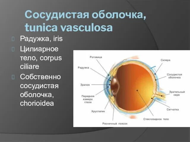 Сосудистая оболочка, tunica vasculosa Радужка, iris Цилиарное тело, corpus ciliare Собственно сосудистая оболочка, chorioidea