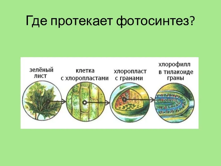 Где протекает фотосинтез?