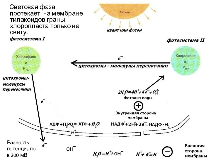 Световая фаза протекает на мембране тилакоидов граны хлоропласта только на