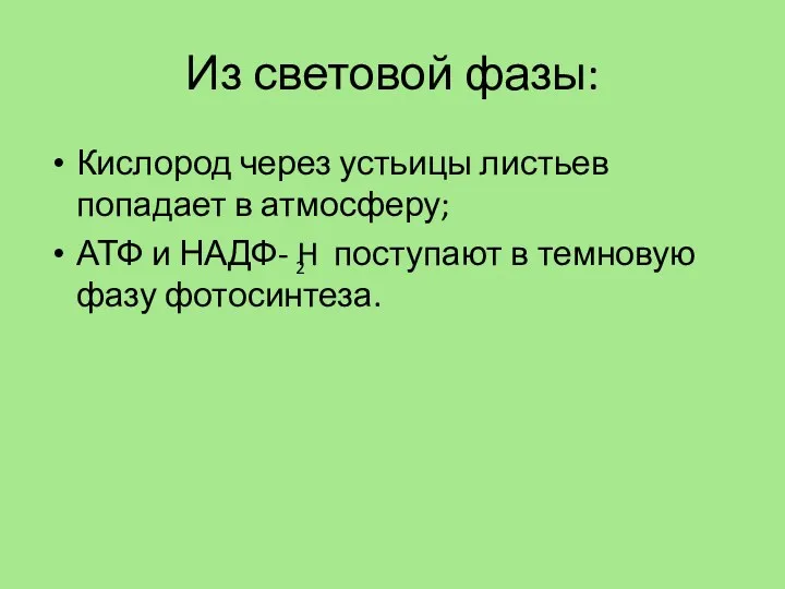 Из световой фазы: Кислород через устьицы листьев попадает в атмосферу;