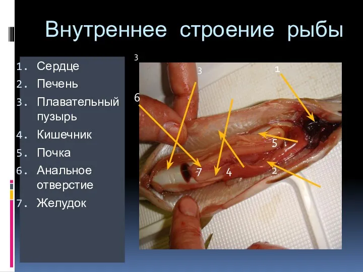 Внутреннее строение рыбы Сердце Печень Плавательный пузырь Кишечник Почка Анальное