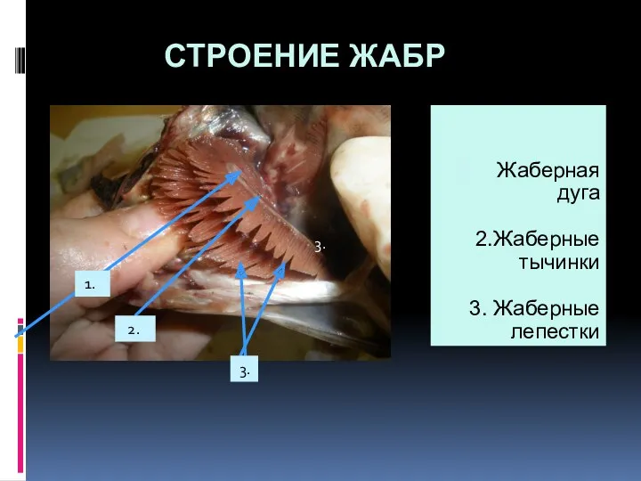 СТРОЕНИЕ ЖАБР Жаберная дуга 2.Жаберные тычинки 3. Жаберные лепестки 1. 2. 3. 3.