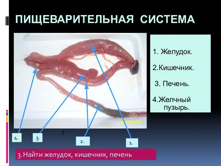 ПИЩЕВАРИТЕЛЬНАЯ СИСТЕМА 1. Желудок. 2.Кишечник. 3. Печень. 4.Желчный пузырь. 1.