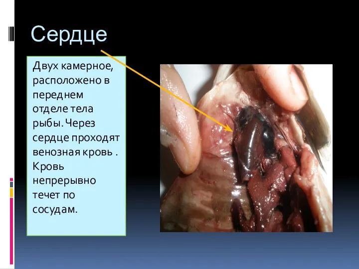 Сердце Двух камерное, расположено в переднем отделе тела рыбы. Через