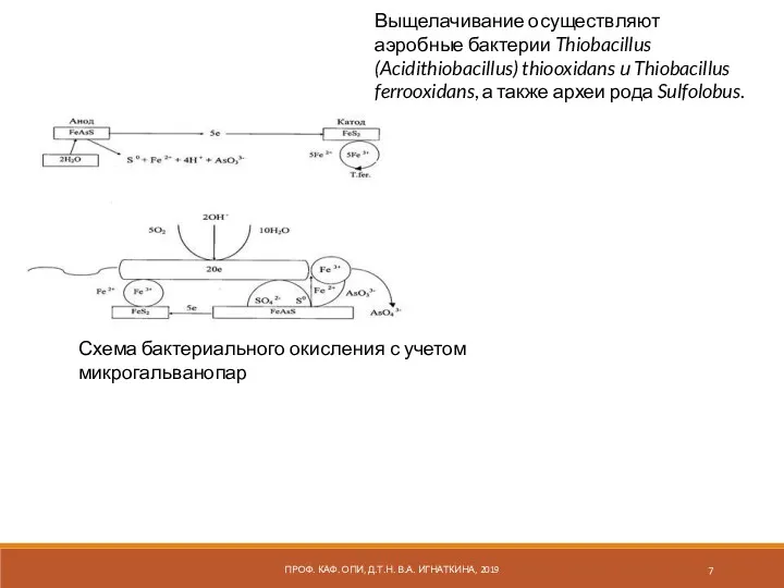 ПРОФ. КАФ. ОПИ, Д.Т.Н. В.А. ИГНАТКИНА, 2019 Схема бактериального окисления