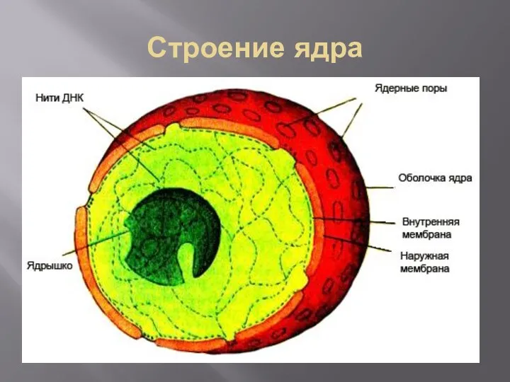 Строение ядра