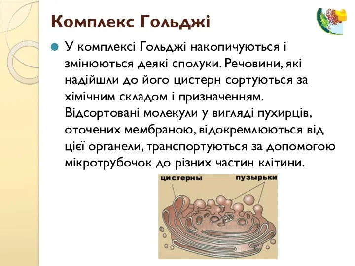 У комплексі Гольджі накопичуються і змінюються деякі сполуки. Речовини, які