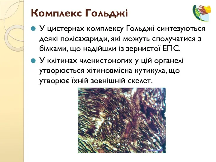 У цистернах комплексу Гольджі синтезуються деякі полісахариди, які можуть сполучатися