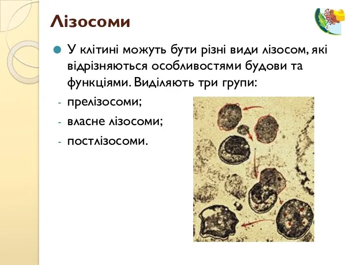 У клітині можуть бути різні види лізосом, які відрізняються особливостями