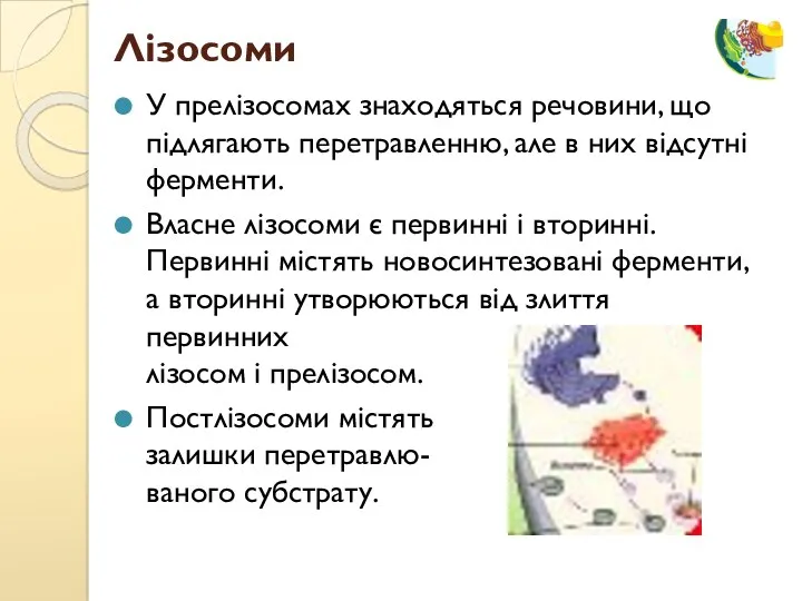 У прелізосомах знаходяться речовини, що підлягають перетравленню, але в них