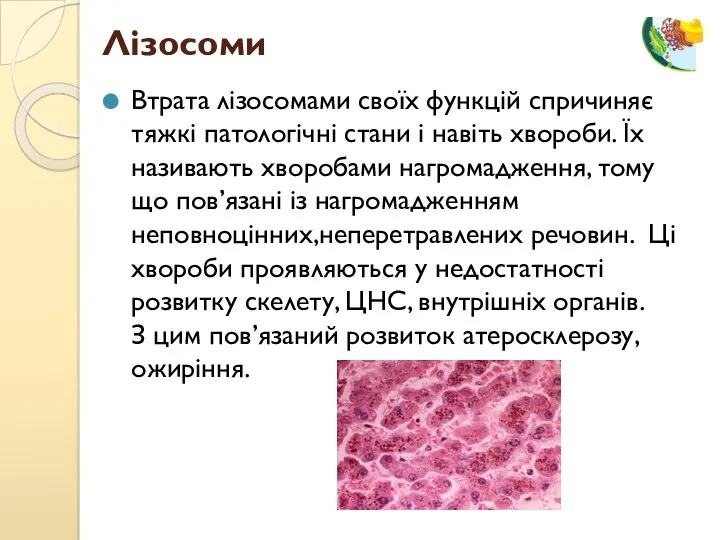 Втрата лізосомами своїх функцій спричиняє тяжкі патологічні стани і навіть