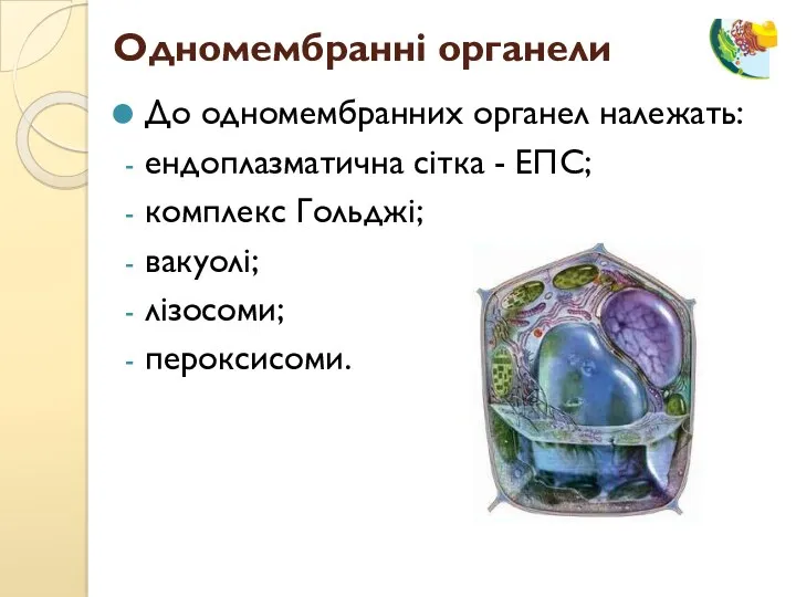 До одномембранних органел належать: ендоплазматична сітка - ЕПС; комплекс Гольджі; вакуолі; лізосоми; пероксисоми. Одномембранні органели