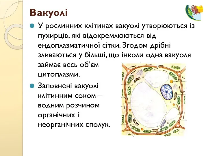 У рослинних клітинах вакуолі утворюються із пухирців, які відокремлюються від