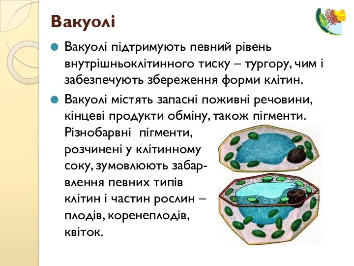 Вакуолі підтримують певний рівень внутрішньоклітинного тиску – тургору, чим і