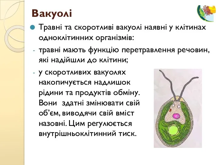 Травні та скоротливі вакуолі наявні у клітинах одноклітинних організмів: травні