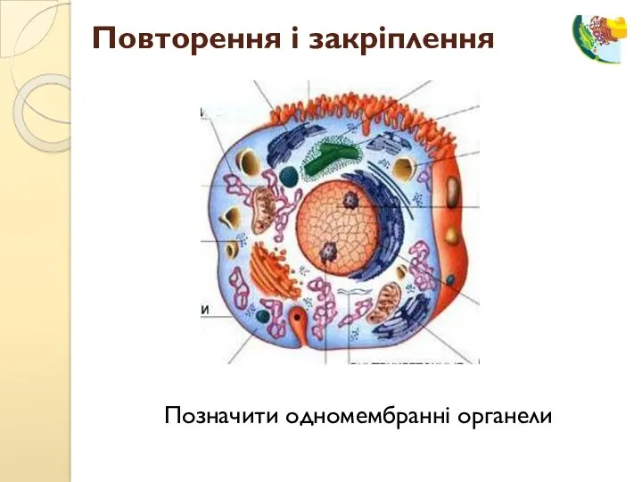 Повторення і закріплення Позначити одномембранні органели