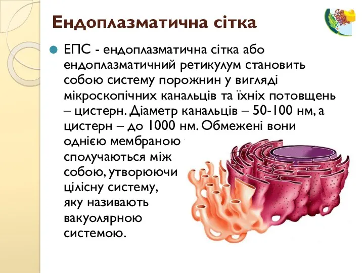 ЕПС - ендоплазматична сітка або ендоплазматичний ретикулум становить собою систему