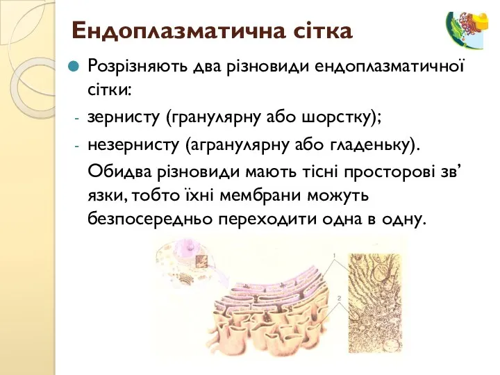 Розрізняють два різновиди ендоплазматичної сітки: зернисту (гранулярну або шорстку); незернисту