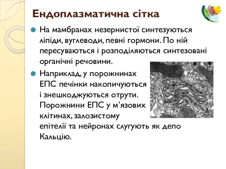 На мамбранах незернистої синтезуються ліпіди, вуглеводи, певні гормони. По ній