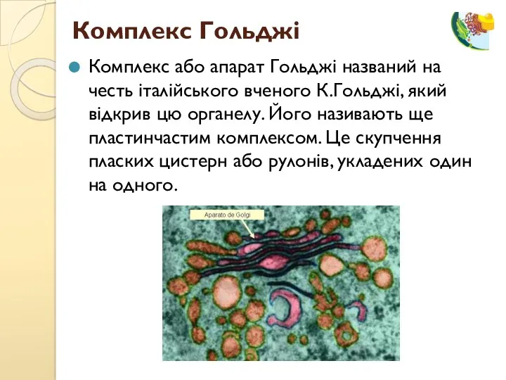 Комплекс або апарат Гольджі названий на честь італійського вченого К.Гольджі,