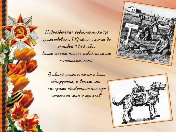 Подразделения собак-камикадзе существовали в Красной армии до октября 1943 года.