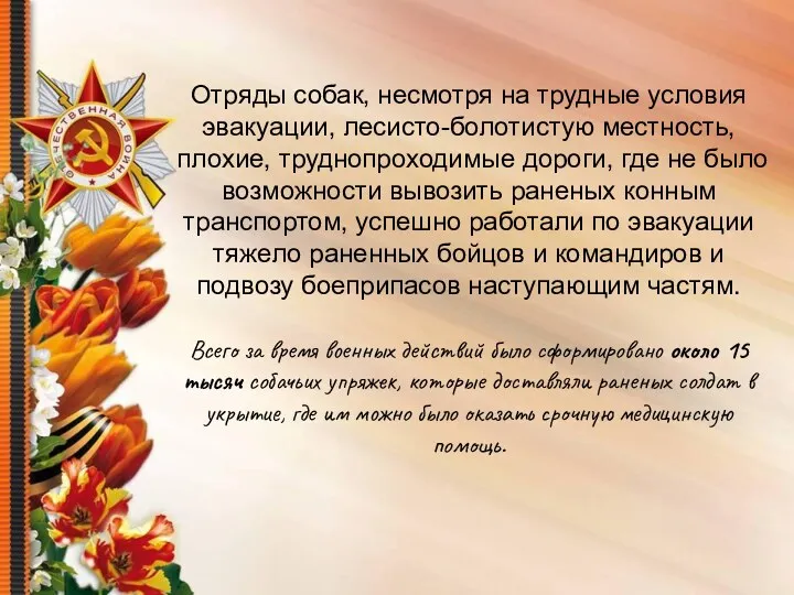 Отряды собак, несмотря на трудные условия эвакуации, лесисто-болотистую местность, плохие,