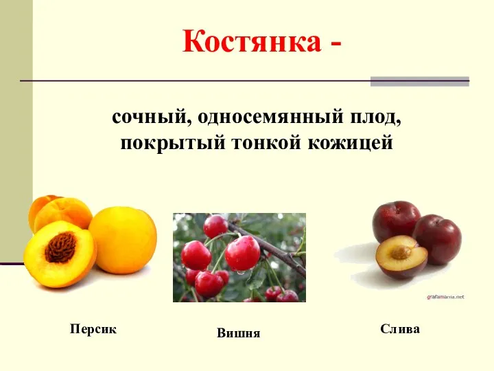 Костянка - сочный, односемянный плод, покрытый тонкой кожицей Персик Вишня Слива