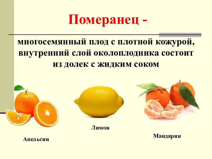 Померанец - многосемянный плод с плотной кожурой, внутренний слой околоплодника