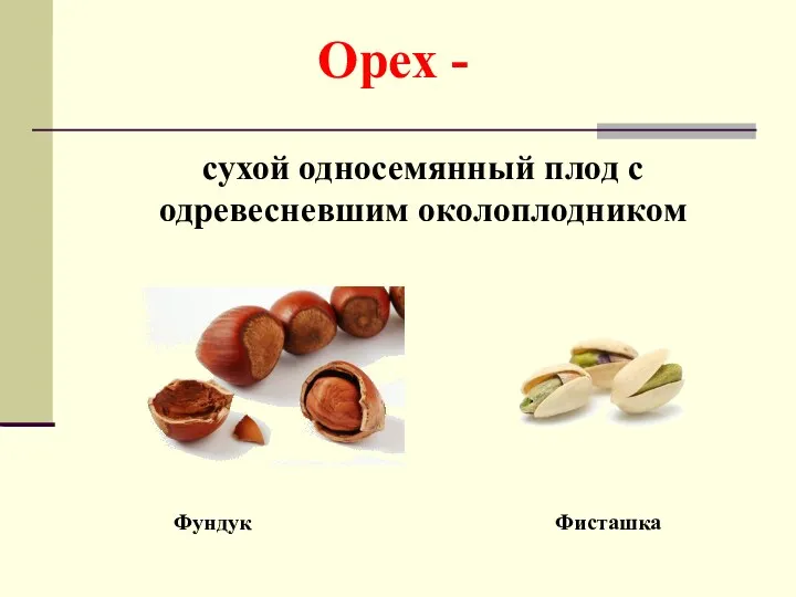 Орех - сухой односемянный плод с одревесневшим околоплодником Фундук Фисташка