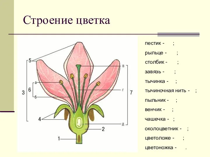 Строение цветка пестик - ; рыльце - ; столбик -