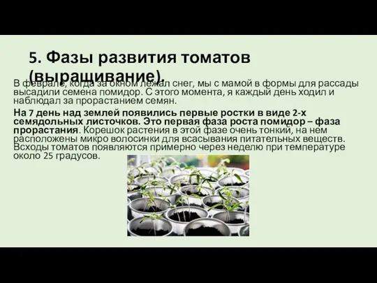 5. Фазы развития томатов (выращивание). В феврале, когда за окном