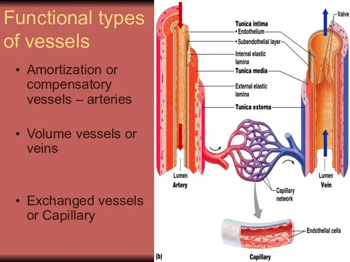 Functional types of vessels Amortization or compensatory vessels – arteries