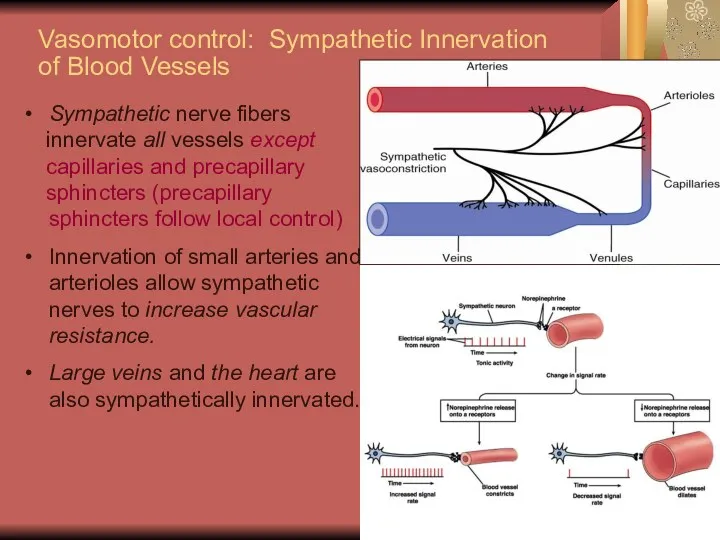Vasomotor control: Sympathetic Innervation of Blood Vessels Sympathetic nerve fibers